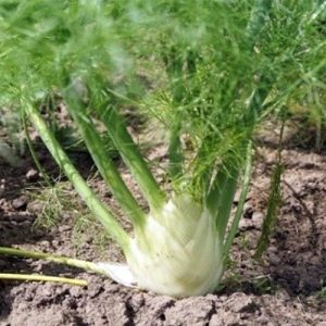 fennel