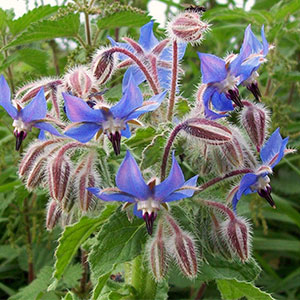 Borage
