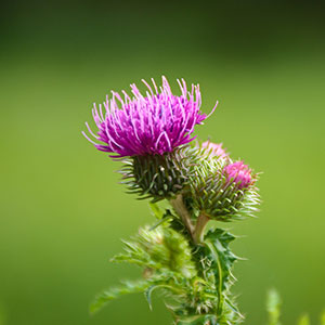 Milk-Thistle
