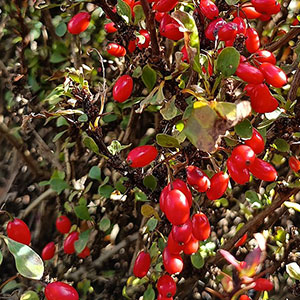 barberry