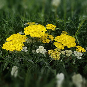 yarrow